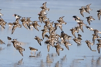 Steenloper (Arenaria interpres) 3-2017 5846